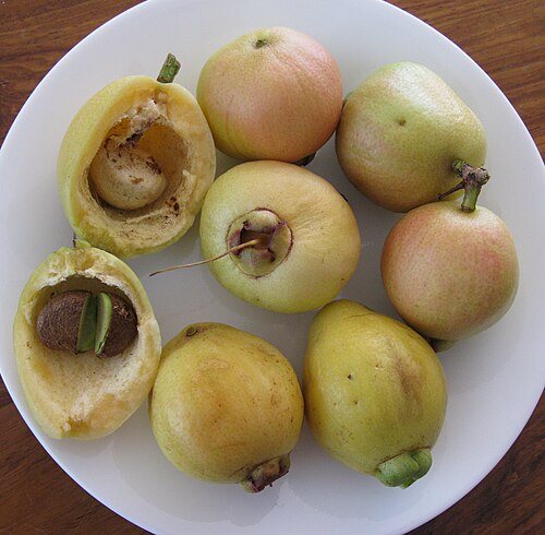 Malabar plum: Syzygium jambos Fruit, one ripe berry split to show seeds loose in cavity. One seed split to show green cotyledons in membranous testa.