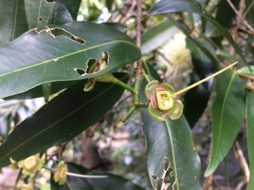 Malabar plum (Syzygium jambos)