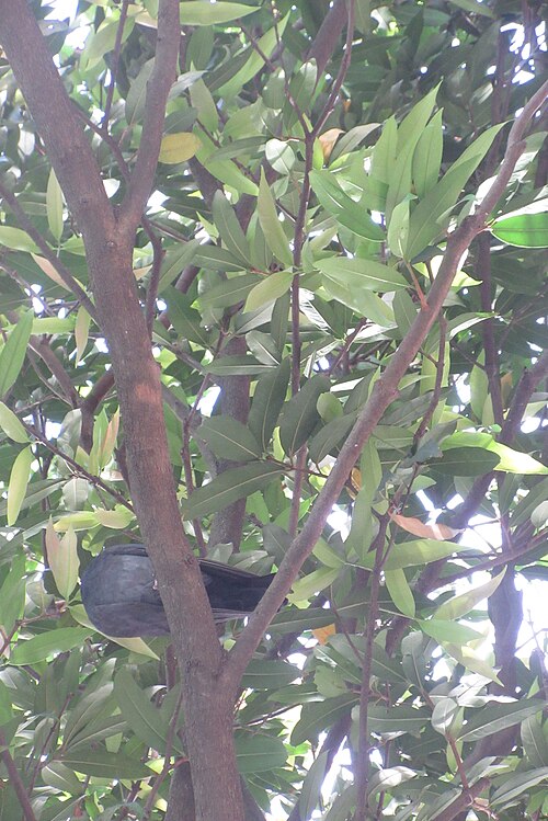 Malabar plum: HK CWB zh:高士威道 Causeway Bay Road zh:維多利亞公園 Victoria Park tree Sept 2017 zh:蒲桃 Syzygium jambos