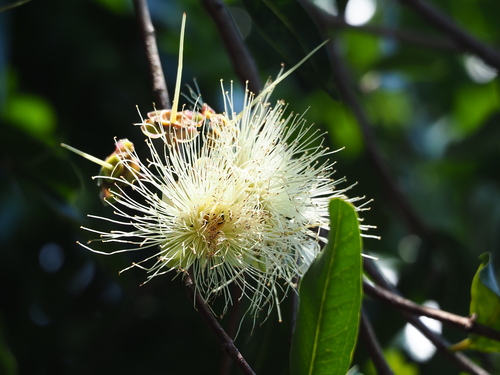 Malabar plum (Syzygium jambos)