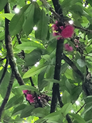 Malaysian apple (Syzygium malaccense)