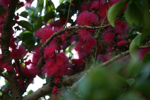 Malaysian apple (Syzygium malaccense)