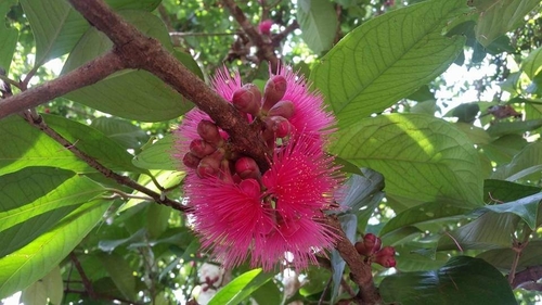 Malaysian apple (Syzygium malaccense)