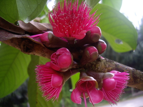Malaysian apple (Syzygium malaccense)