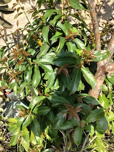 Malaysian apple (Syzygium malaccense)