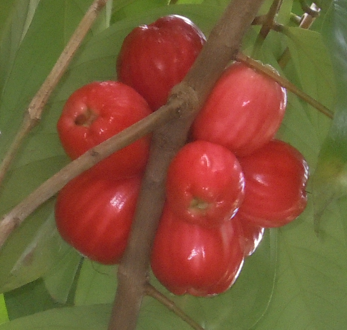 Malaysian apple: Pommerac-trinidad