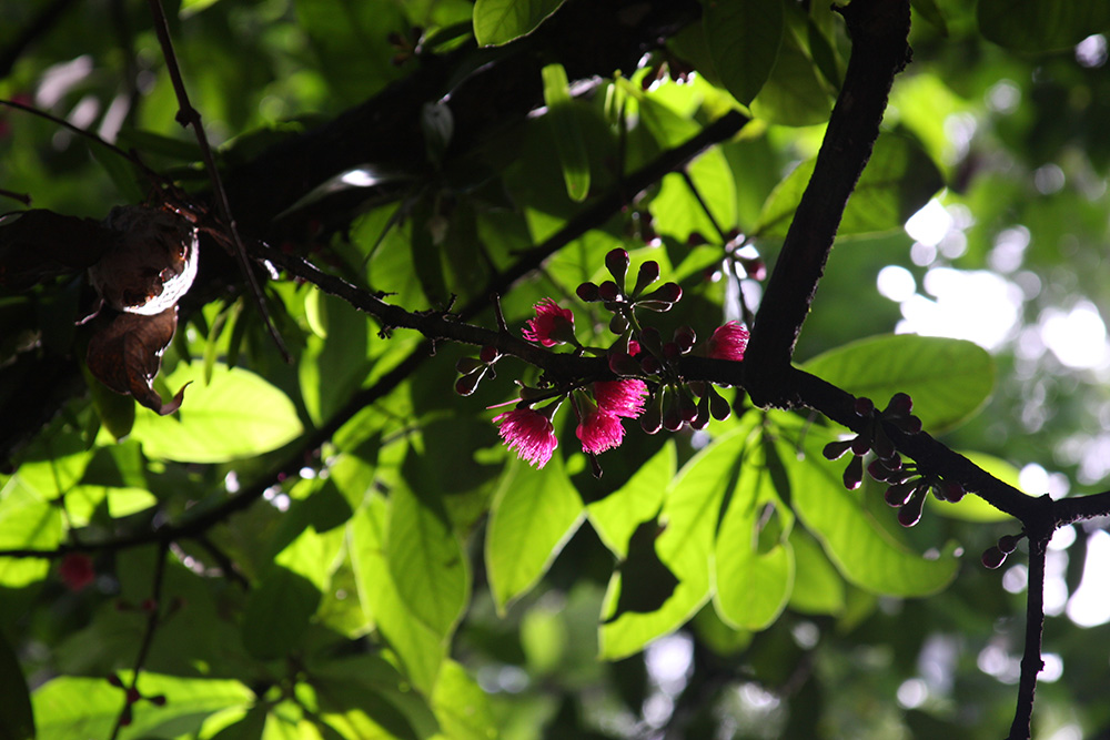 Malaysian apple: La Pomarrosa, es un árbol cuya fruta se conoce en distintos lugares con el nombre de manzana rosa. Se caracteriza por tener un inconfundible olor a flores, espe