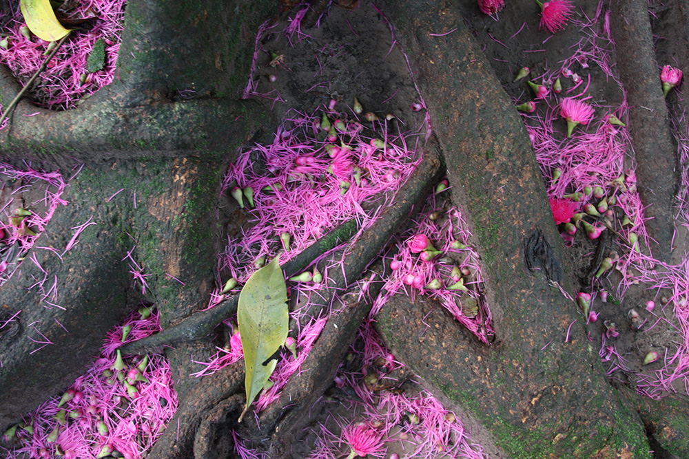 Malaysian apple: La Pomarrosa, es un árbol cuya fruta se conoce en distintos lugares con el nombre de manzana rosa. Se caracteriza por tener un inconfundible olor a flores, espe