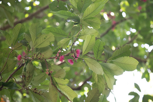 Malaysian apple (Syzygium malaccense)