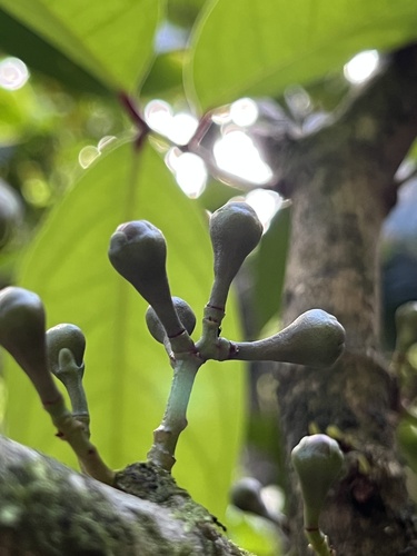 Malaysian apple (Syzygium malaccense)