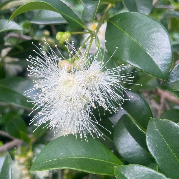 Brush cherry (Syzygium paniculatum)