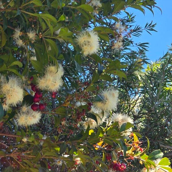 Brush cherry (Syzygium paniculatum)