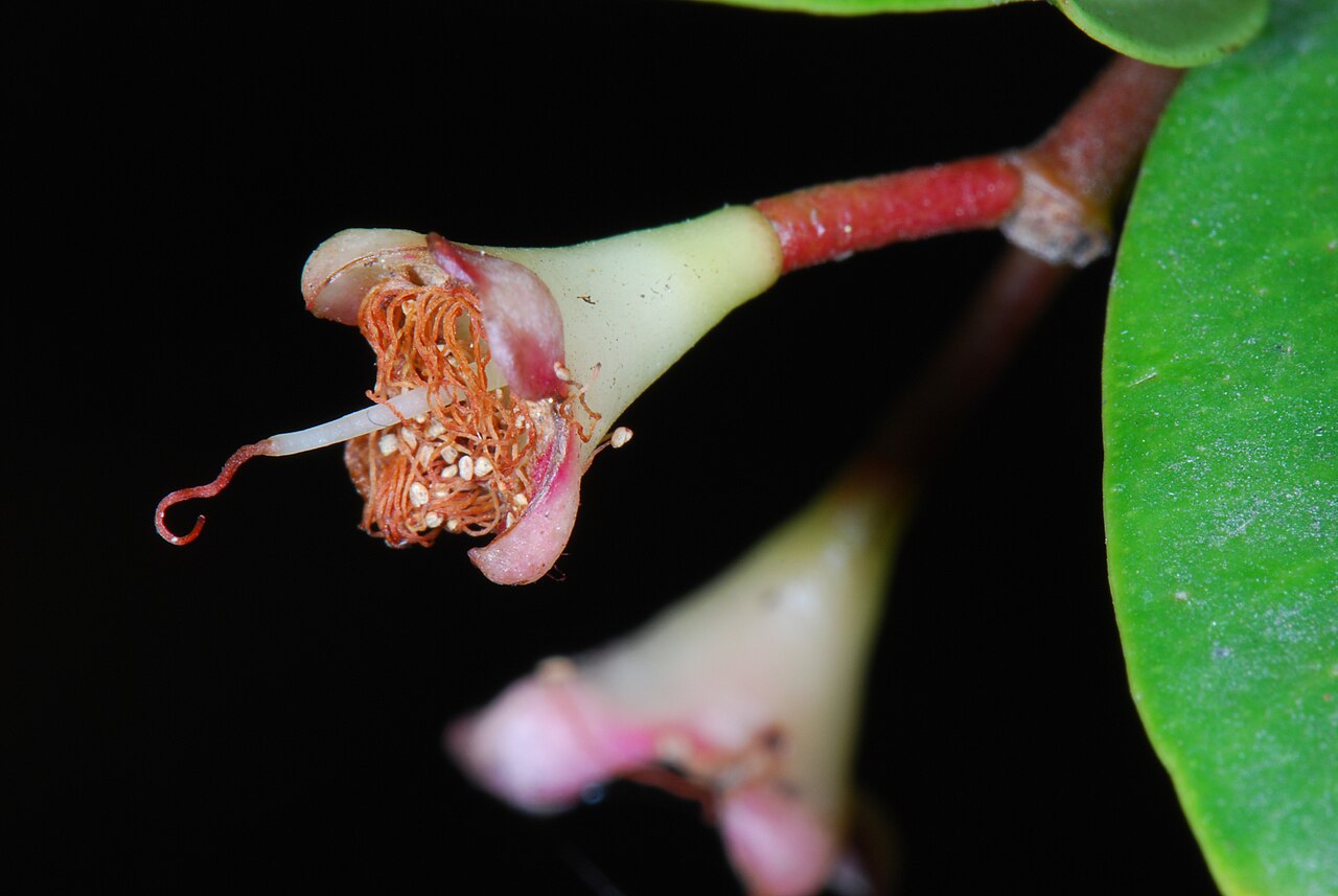 Brush cherry (Syzygium paniculatum)