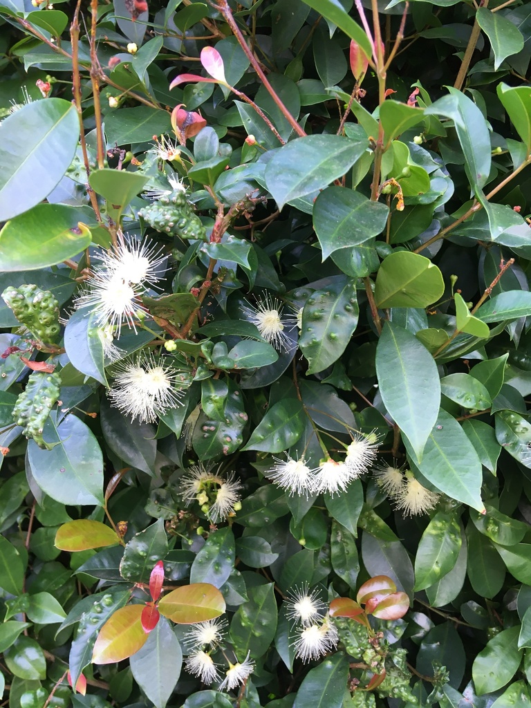Brush cherry (Syzygium paniculatum)