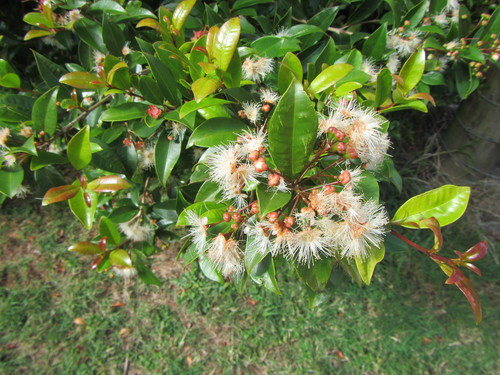 Brush cherry (Syzygium paniculatum)