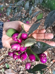 Brush cherry (Syzygium paniculatum)