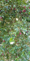 Brush cherry (Syzygium paniculatum)
