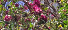 Brush cherry (Syzygium paniculatum)