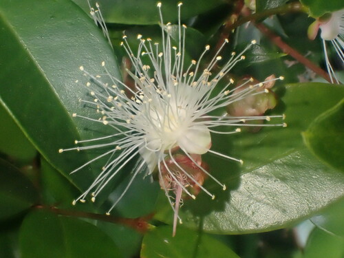 Brush cherry (Syzygium paniculatum)