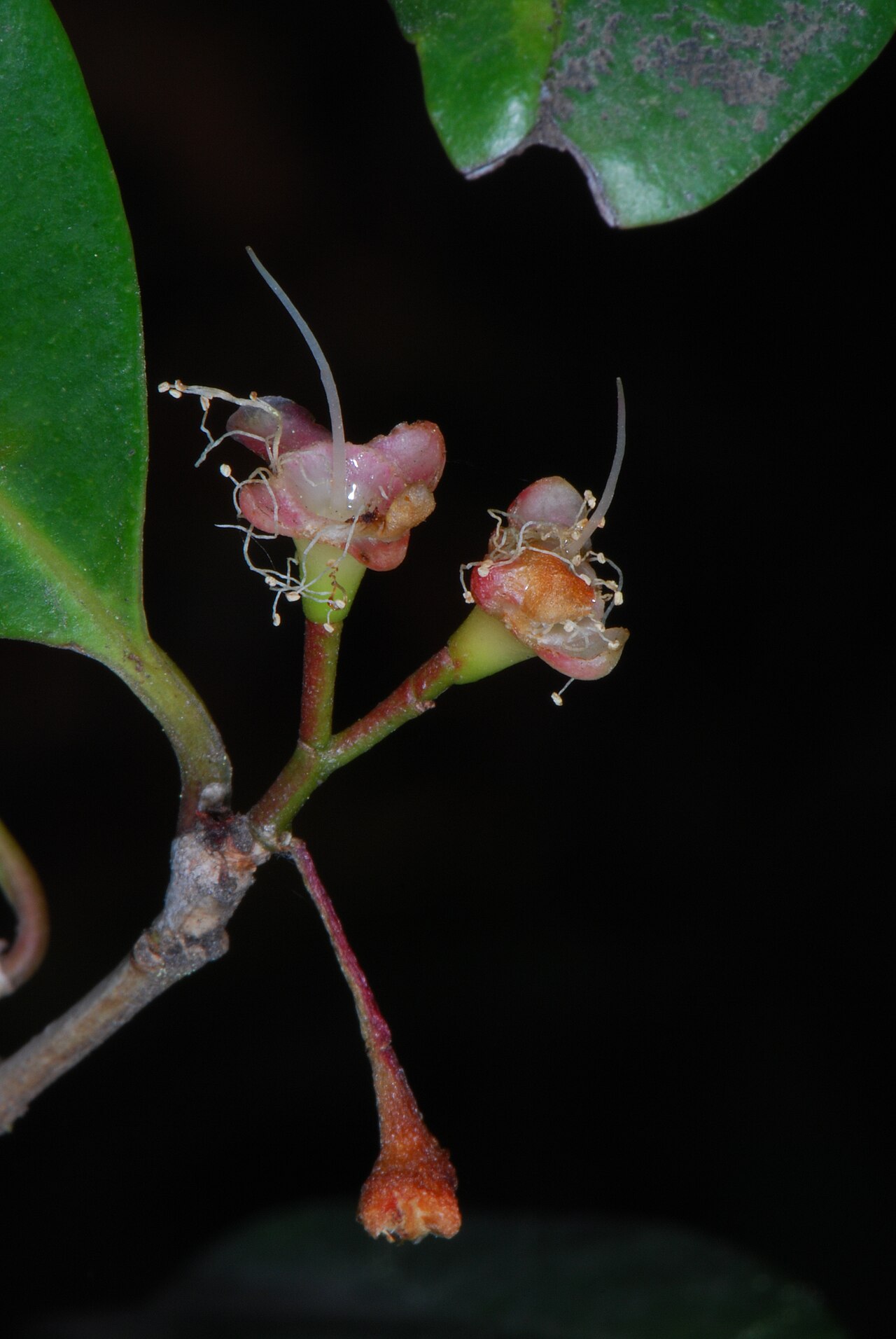 Brush cherry (Syzygium paniculatum)