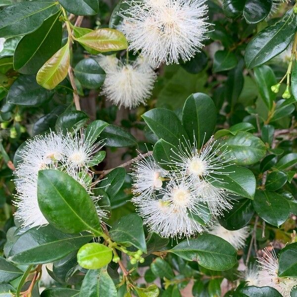 Brush cherry (Syzygium paniculatum)