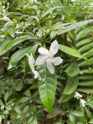 Pinwheelflower (Tabernaemontana divaricata)