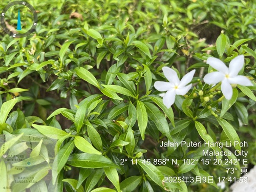 Pinwheelflower (Tabernaemontana divaricata)