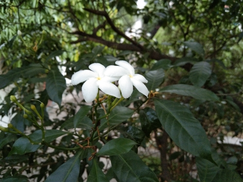 Pinwheelflower (Tabernaemontana divaricata)
