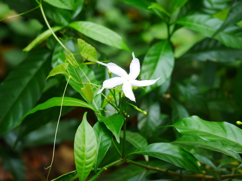 Pinwheelflower