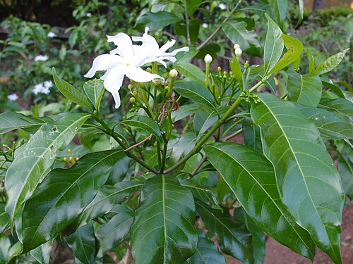 Pinwheelflower: Tabernaemontana divaricata. Location: A herbal Garden in Forest Extension Center, Sithar Koyil, Salem, Tamil Nadu, India.