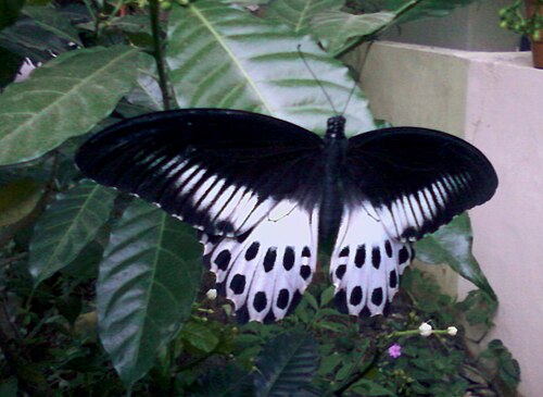 Pinwheelflower: Blue mormon(Papilio polymnestor) on Tabernaemontana divaricata at Bakkannapalem, Visakhapatnam