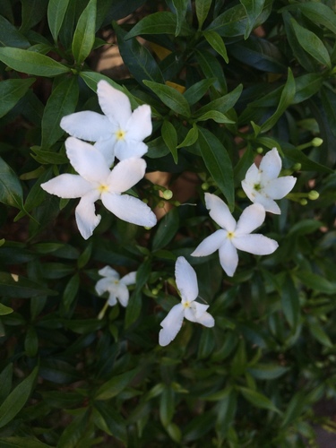 Pinwheelflower (Tabernaemontana divaricata)