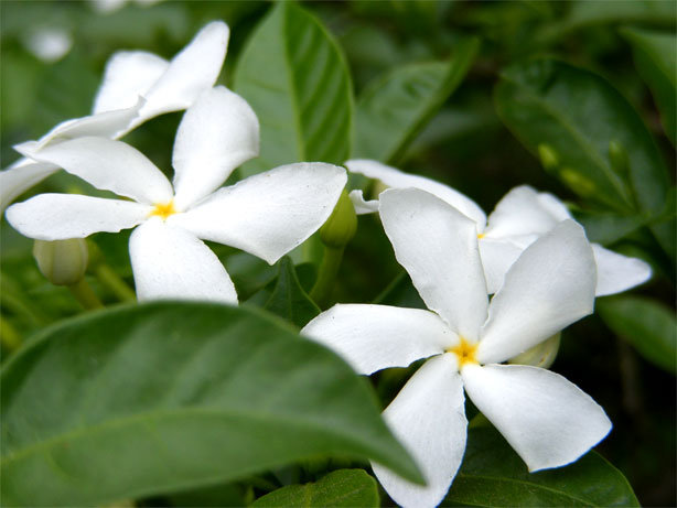 Pinwheelflower: This was taken from Kushtia, Bangladesh