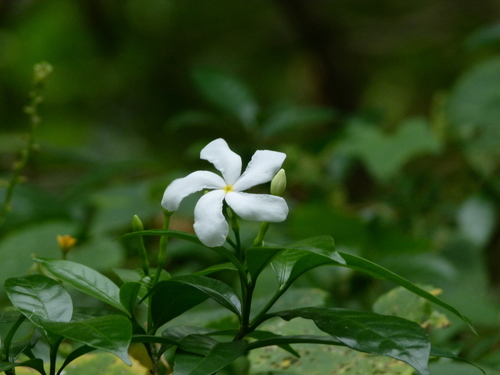 Pinwheelflower (Tabernaemontana divaricata)