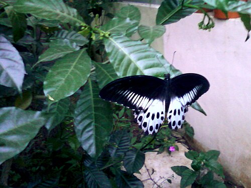 Pinwheelflower: Blue mormon(Papilio polymnestor) on Tabernaemontana divaricata at Bakkannapalem, Visakhapatnam