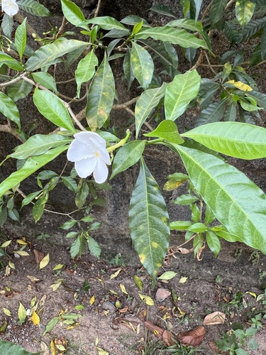 Pinwheelflower (Tabernaemontana divaricata)