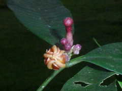 Tabernaemontana undulata (Tabernaemontana undulata)