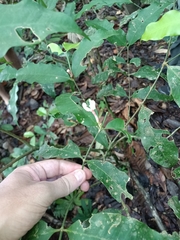 Tabernaemontana undulata (Tabernaemontana undulata)
