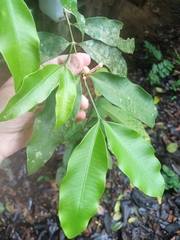 Tabernaemontana undulata (Tabernaemontana undulata)