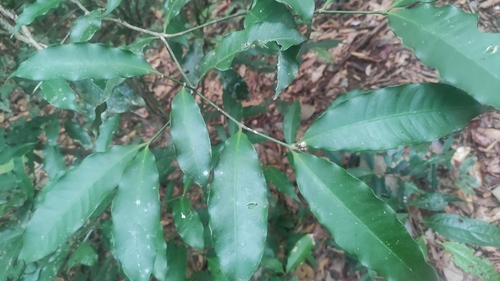 Tabernaemontana undulata (Tabernaemontana undulata)