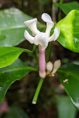 Tabernaemontana undulata (Tabernaemontana undulata)