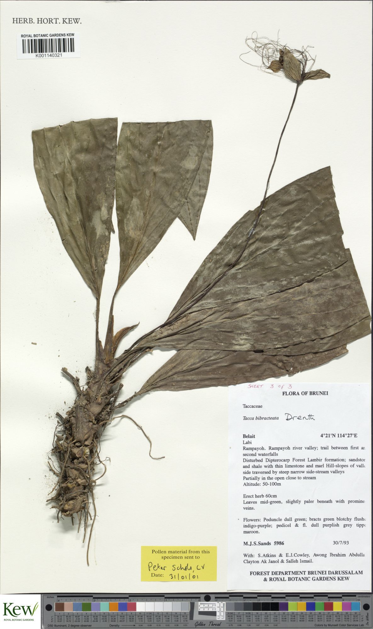 Tacca bibracteata: Tacca bibracteata