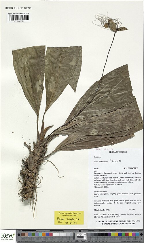 Tacca bibracteata: Tacca bibracteata