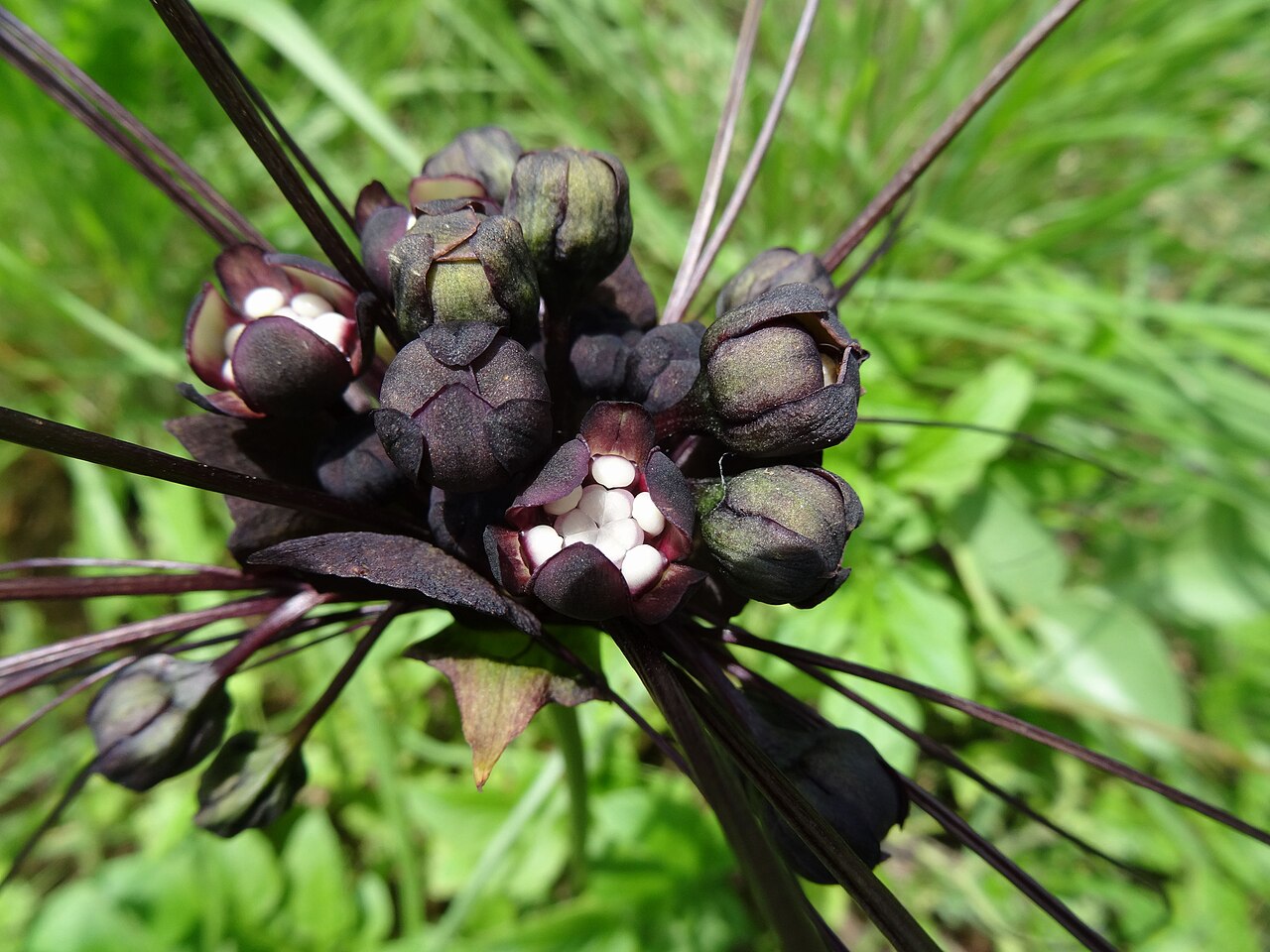 Black bat flower: Black Tacca - flower details