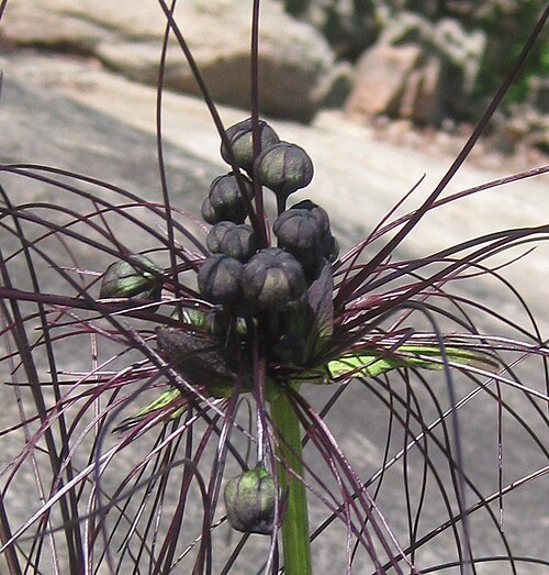 Black bat flower: Bracteoles are dark coloured and longer than in Tacca leontopetaloides. Leaves with a much shorter petiole and a smaller leaf diameter. My conclusion for now -
