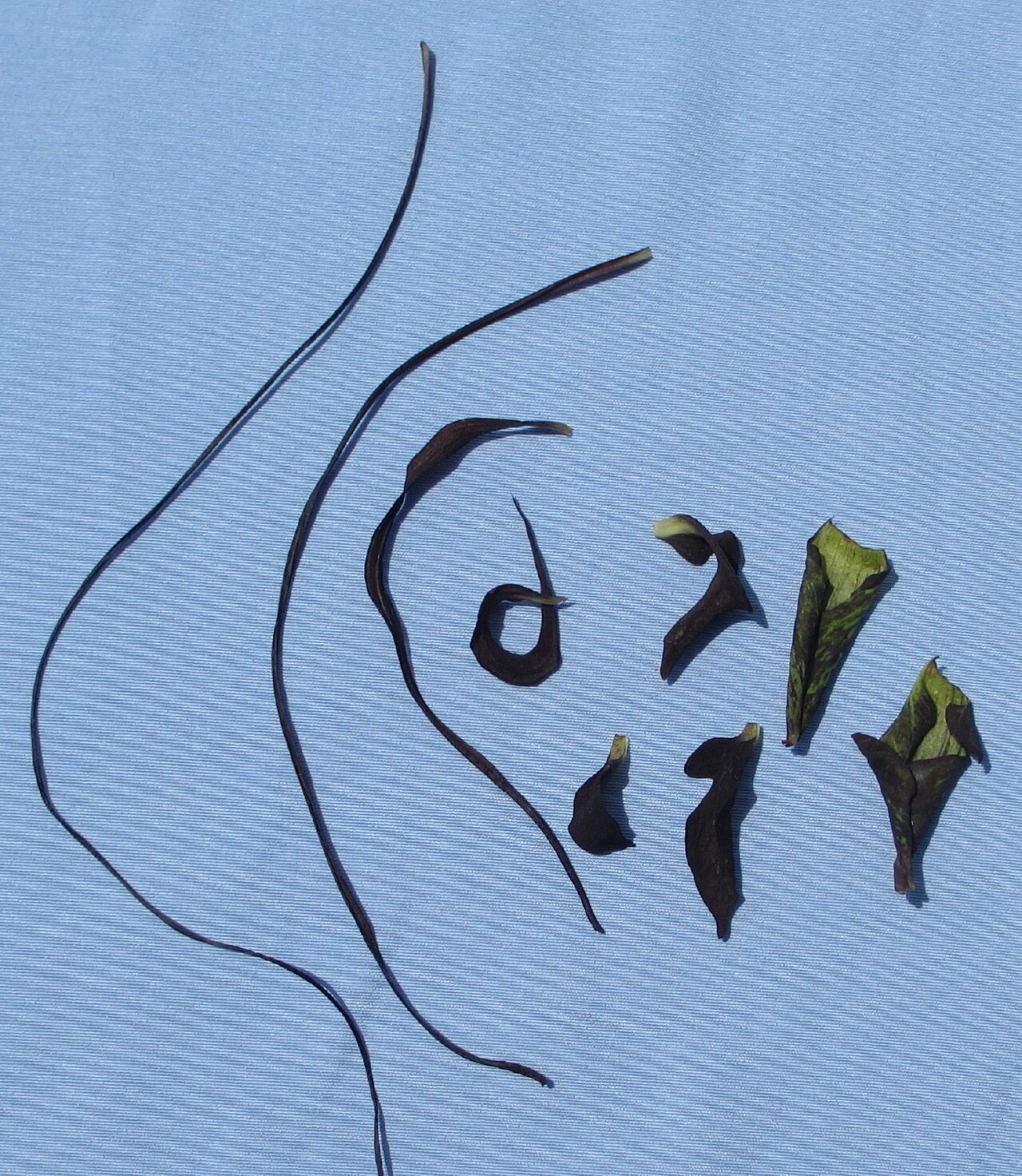 Black bat flower: Inflorescence bracts of "Black Tacca" bracts sometimes have filiform parts. Organs intermediate between bracteoles (extreme left) and bracts (right) are observe