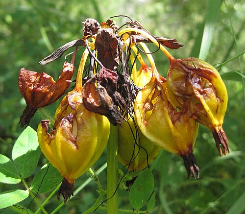 Black bat flower: On Mount Yokolo in Ancuabe District of Cabo Delgado Province of Mozambique.