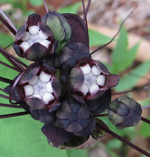 Black bat flower: Tacca sp. from Ancuabe district with flowers.