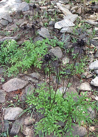 Black bat flower: Black Tacca - habitat picture