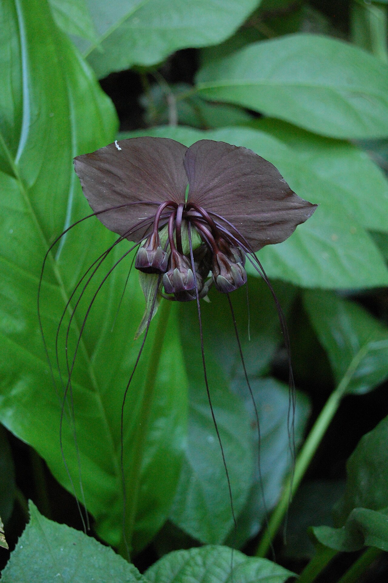 Black bat flower: Tacca chantrieri